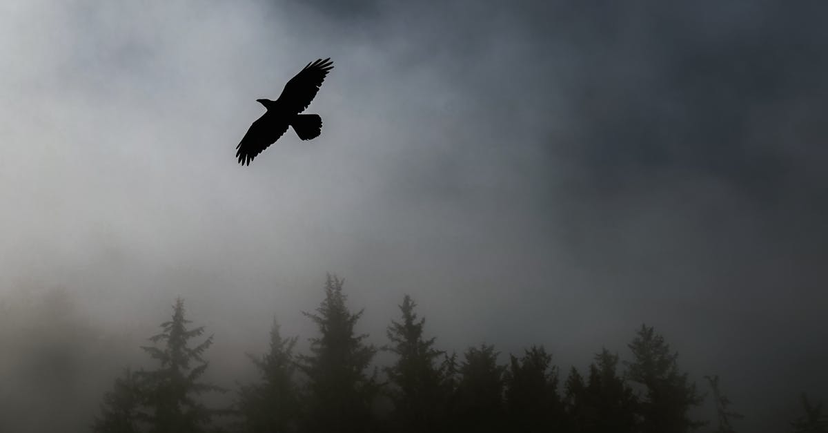 découvrez l'univers fascinant des corbeaux, ces oiseaux énigmatiques et intelligents. explorez leurs habitudes, leur comportement social et leur symbolisme à travers les cultures. plongez dans le monde des ravens et apprenez pourquoi ils sont tant admirés et redoutés.